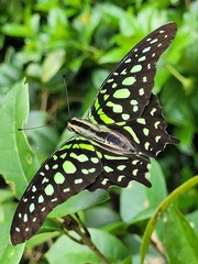 Graphium agamemnon agamemnon