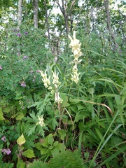 Aconitum kirinense