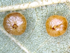 Caryomyia flaticrustum