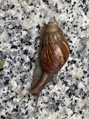 Lissachatina fulica