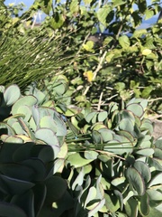 Ischnura heterosticta