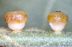 Caryomyia flaticrustum