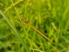 Ceriagrion coromandelianum