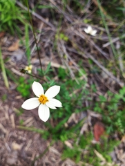 Bidens pilosa