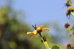 Synoeca