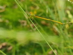 Ceriagrion coromandelianum
