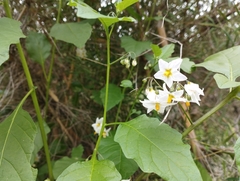 Solanum furcatum