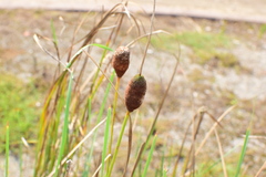 Typha minima
