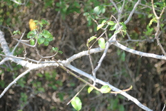 Zanthoxylum
