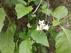 Solanum furcatum