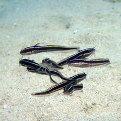 Plotosus lineatus