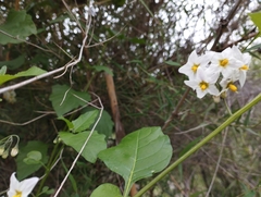 Solanum furcatum