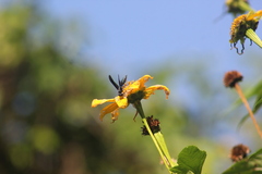 Synoeca