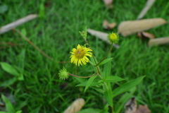 Inula japonica