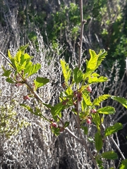 Bridgesia incisifolia