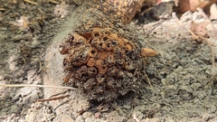 Dryocosmus favus