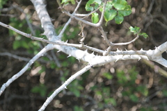 Zanthoxylum