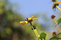 Synoeca