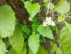 Solanum furcatum