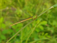 Ceriagrion coromandelianum