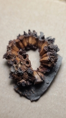 Dryocosmus favus