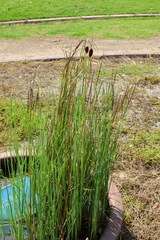 Typha minima