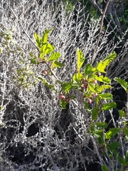 Bridgesia incisifolia