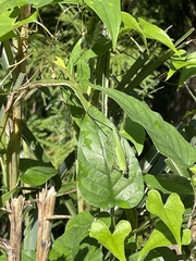 Phaneroptera nigroantennata