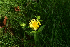 Inula japonica