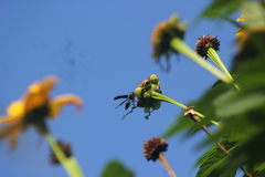 Synoeca ilheensis