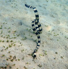Hydrophis coggeri