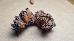 Dryocosmus favus