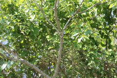 Zanthoxylum