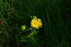 Inula japonica