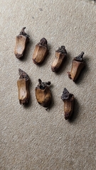 Dryocosmus favus
