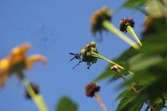 Synoeca ilheensis