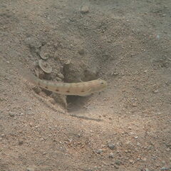 Valenciennea longipinnis