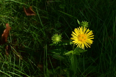 Inula japonica
