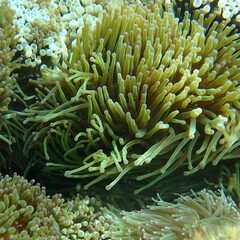 Entacmaea quadricolor