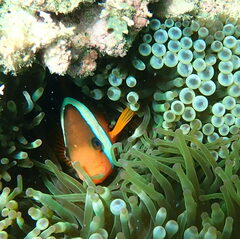 Amphiprion melanopus