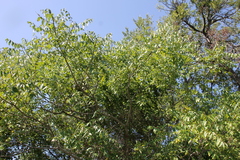 Zanthoxylum