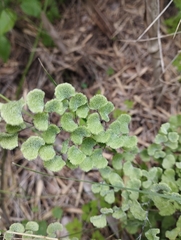 Adiantum chilense scabrum