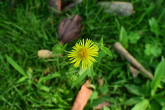 Inula japonica