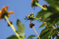 Synoeca ilheensis