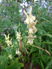 Aconitum kirinense