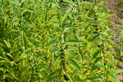Lycopus lucidus hirtus