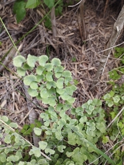 Adiantum chilense scabrum