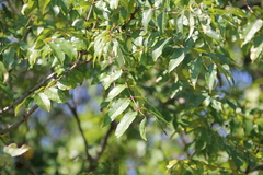 Zanthoxylum