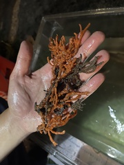 Clathria prolifera