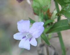 Ruellia
